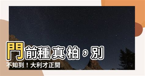 門前種 真 柏|【門前種真柏】門前種真柏，風水好兆頭？小心隱藏危機不可不。